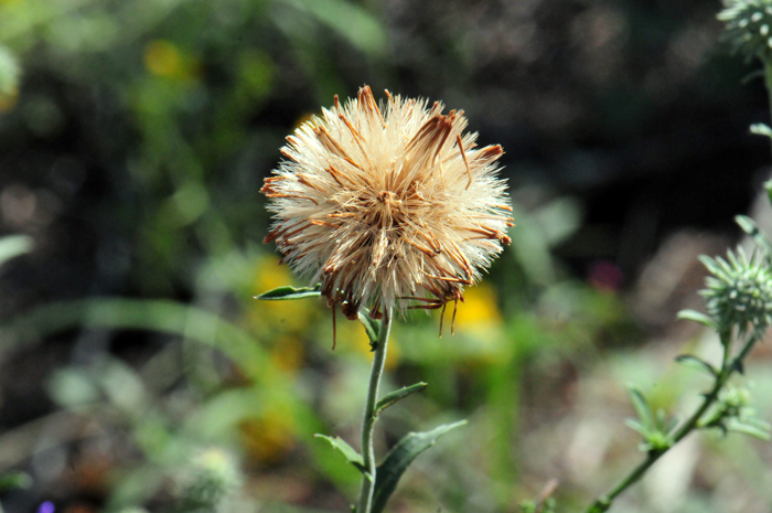 Hoary Tansyaster has fruits called cypsela, similar to an achene. The fruits have a hairy pappus, similar to dandelion puff ball as shown in the photo. Dieteria canescens